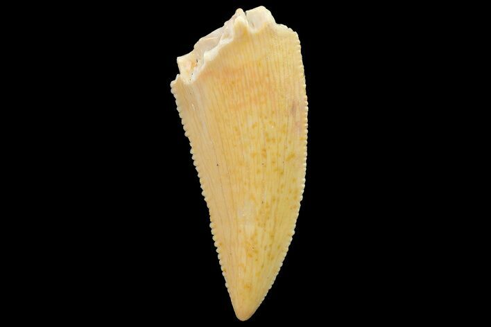 Serrated, Raptor Tooth - Real Dinosaur Tooth #179539